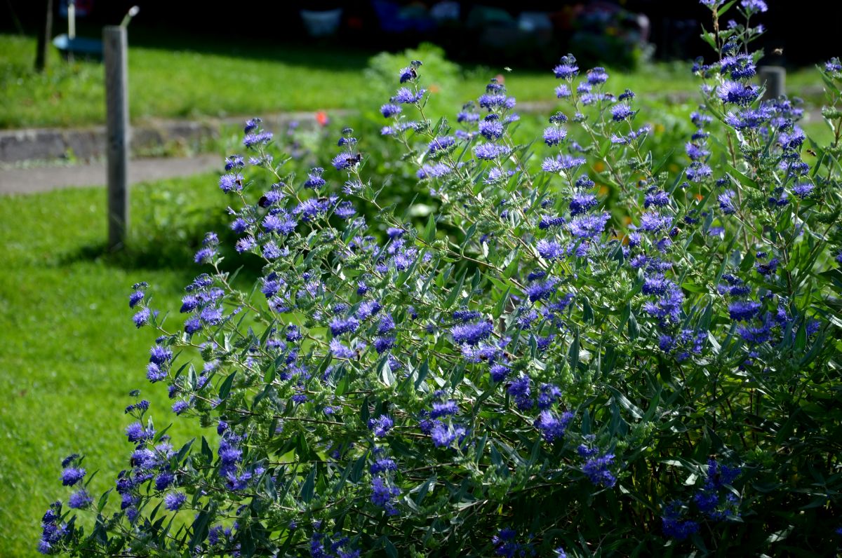 Sage green foliage with purple flowers on blue mist shrub