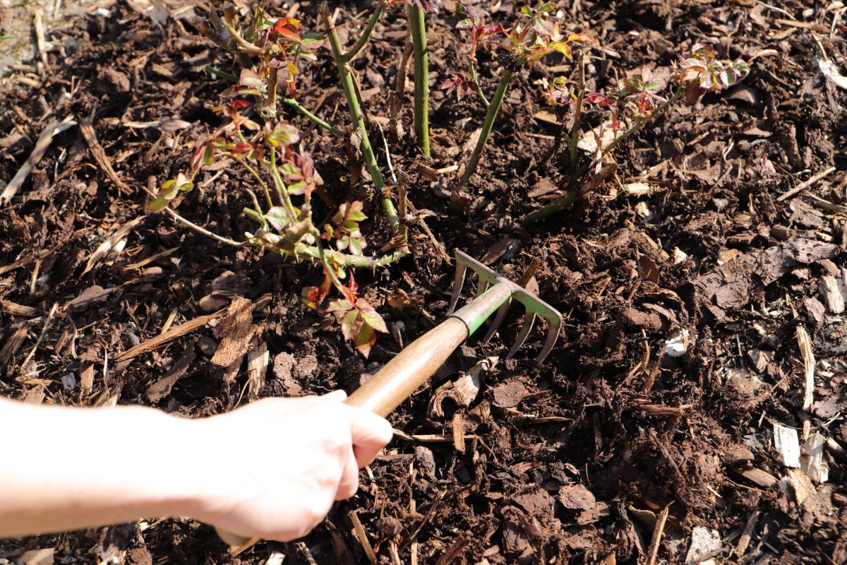 Person raking old leaves and mulch in a perennial bed