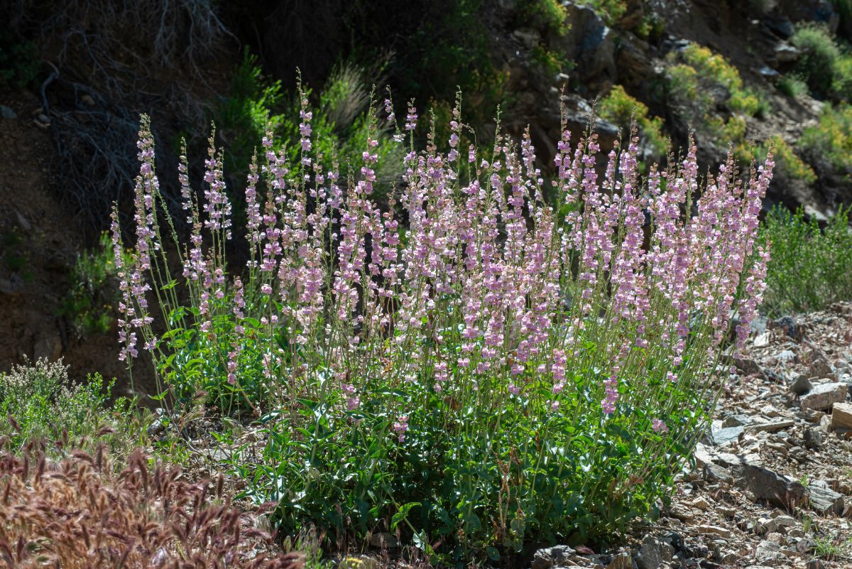 Light purple spikes of beardtongue flowers