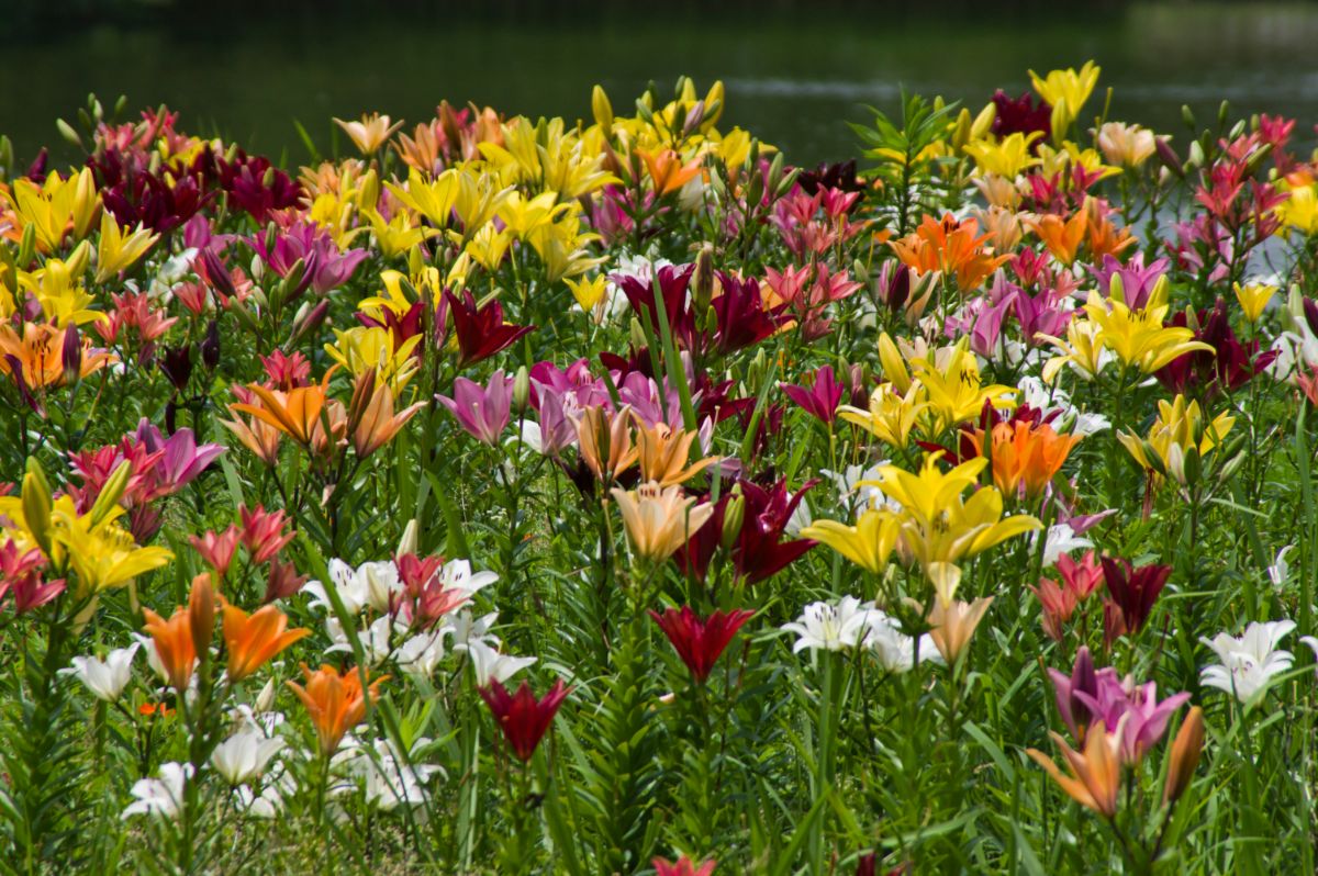 A group of colorful lilies growing and blooming over a large area.