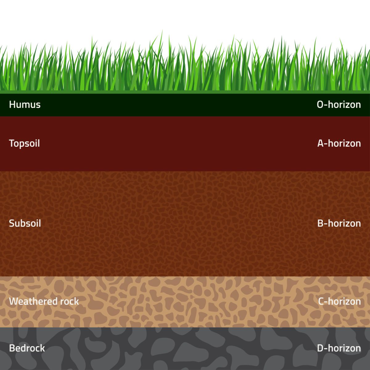 A graphic explaining the layers of soil