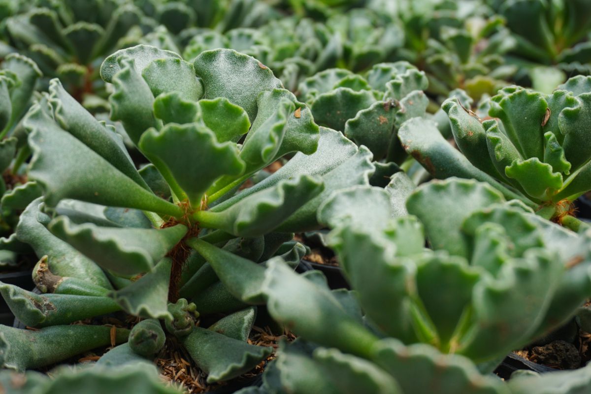 Frilled, thick leaves of Adromischus plant
