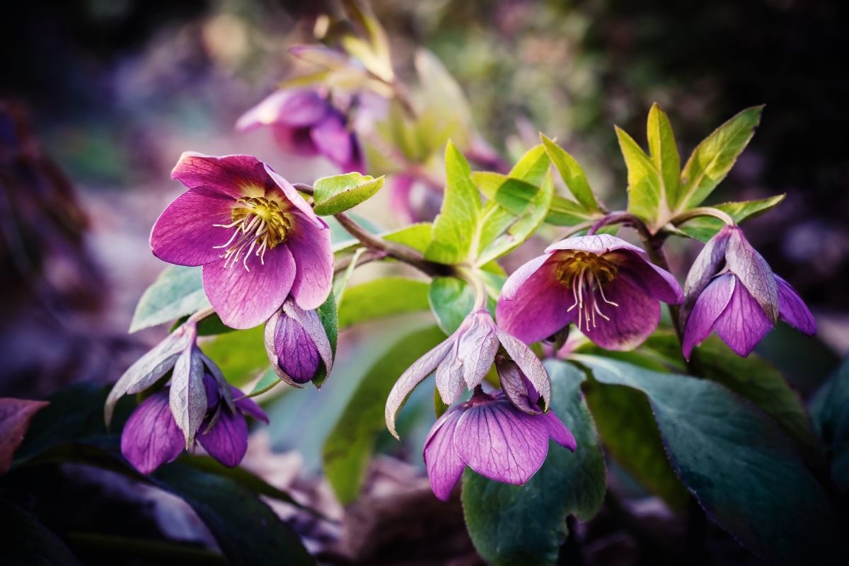 Purple-flowered lenten rose aka hellebore