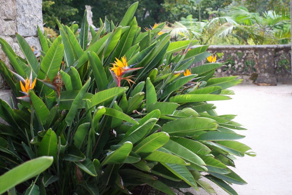Bird-like blooms on the Bird of Paradise plant