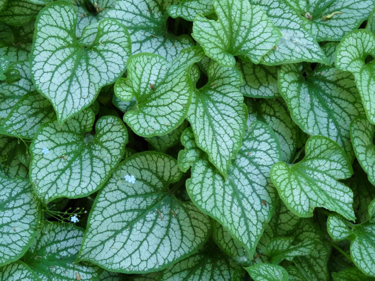 White and green heart-shaped variegated brunnera leaves