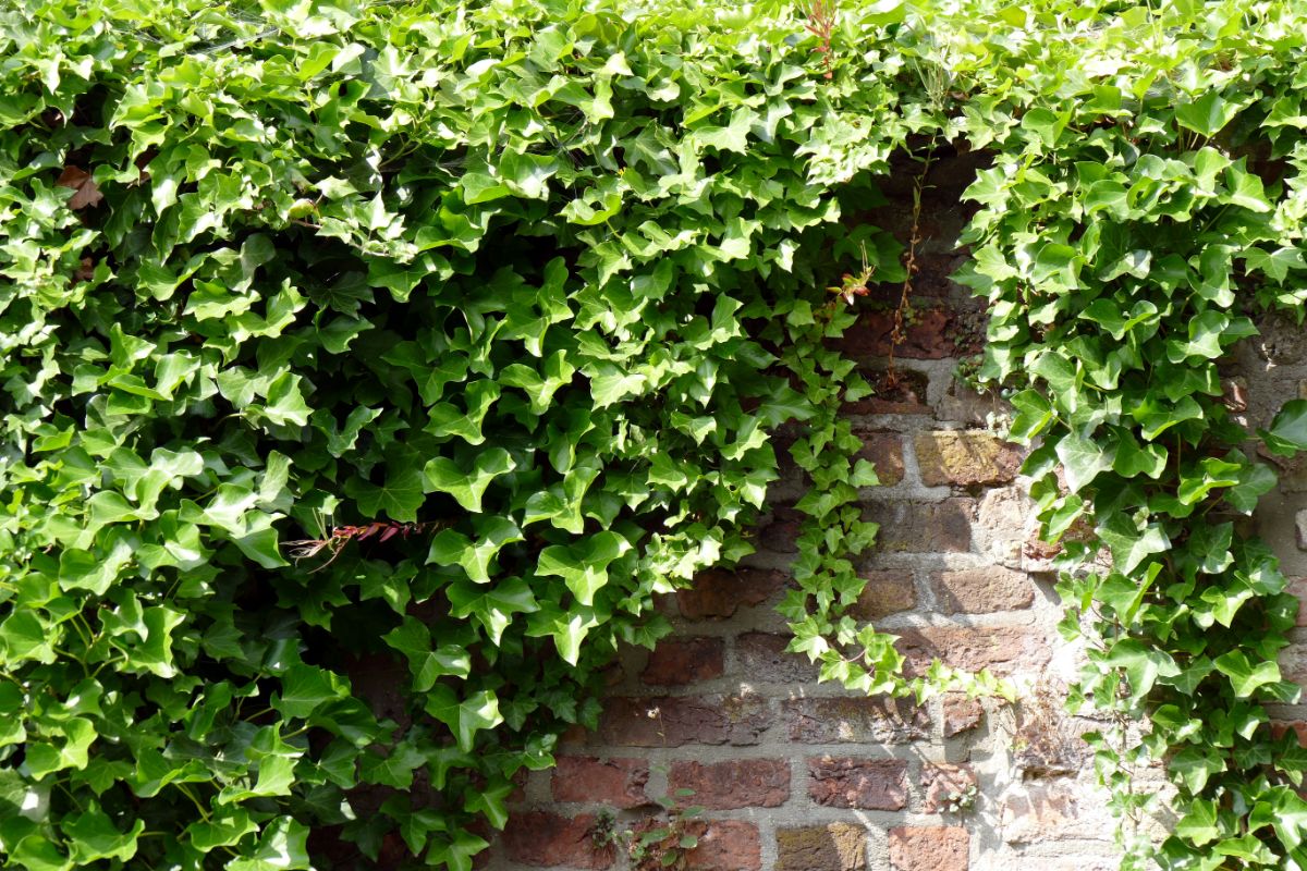 English Ivy growing on a brick wall