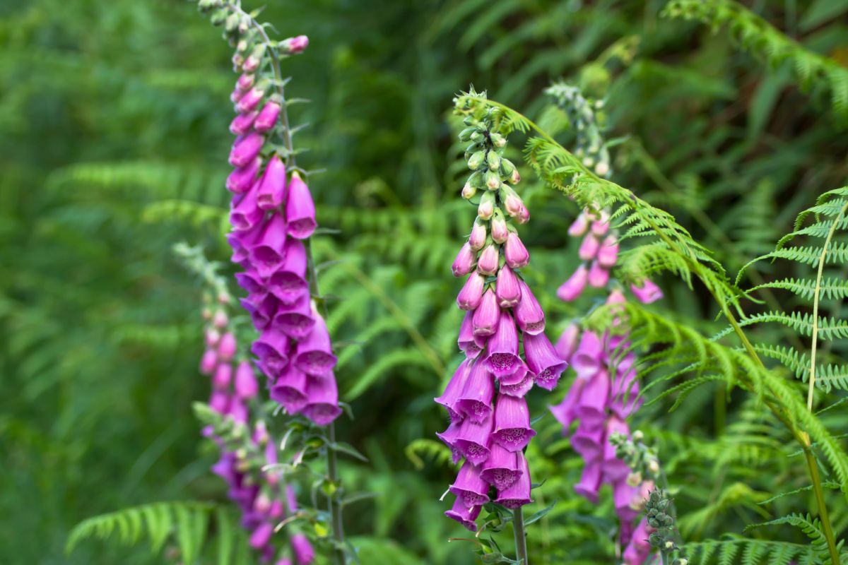 Bell-shaped blossoms on tall purple foxgloves