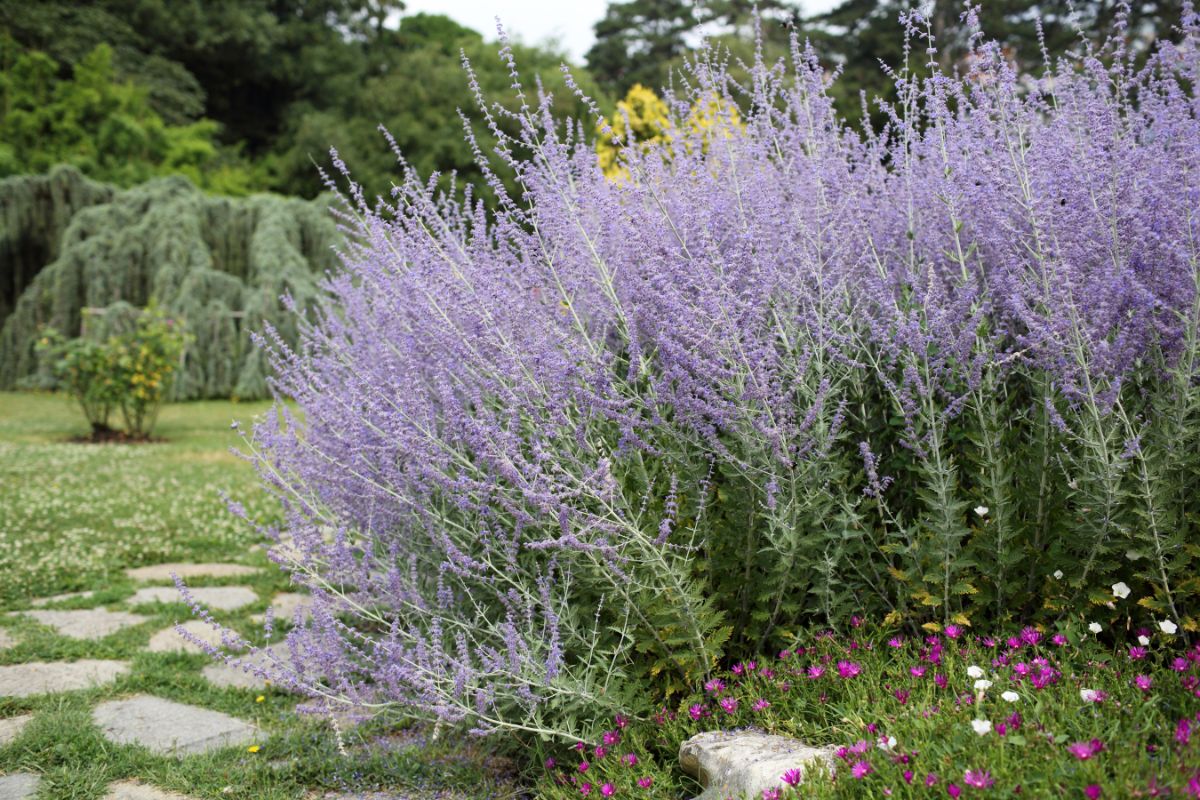 Tall purple-flowered Russian Sage bush