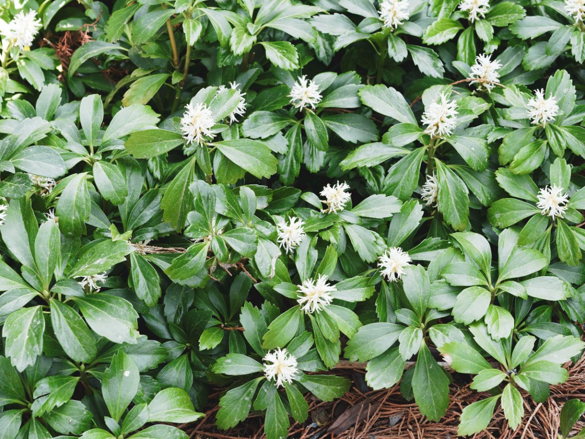 Deep green pachysandra plants with white flowers