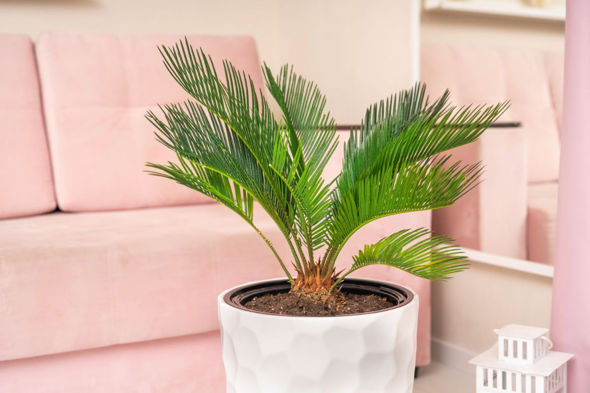 Large potted sago palm tree indoors