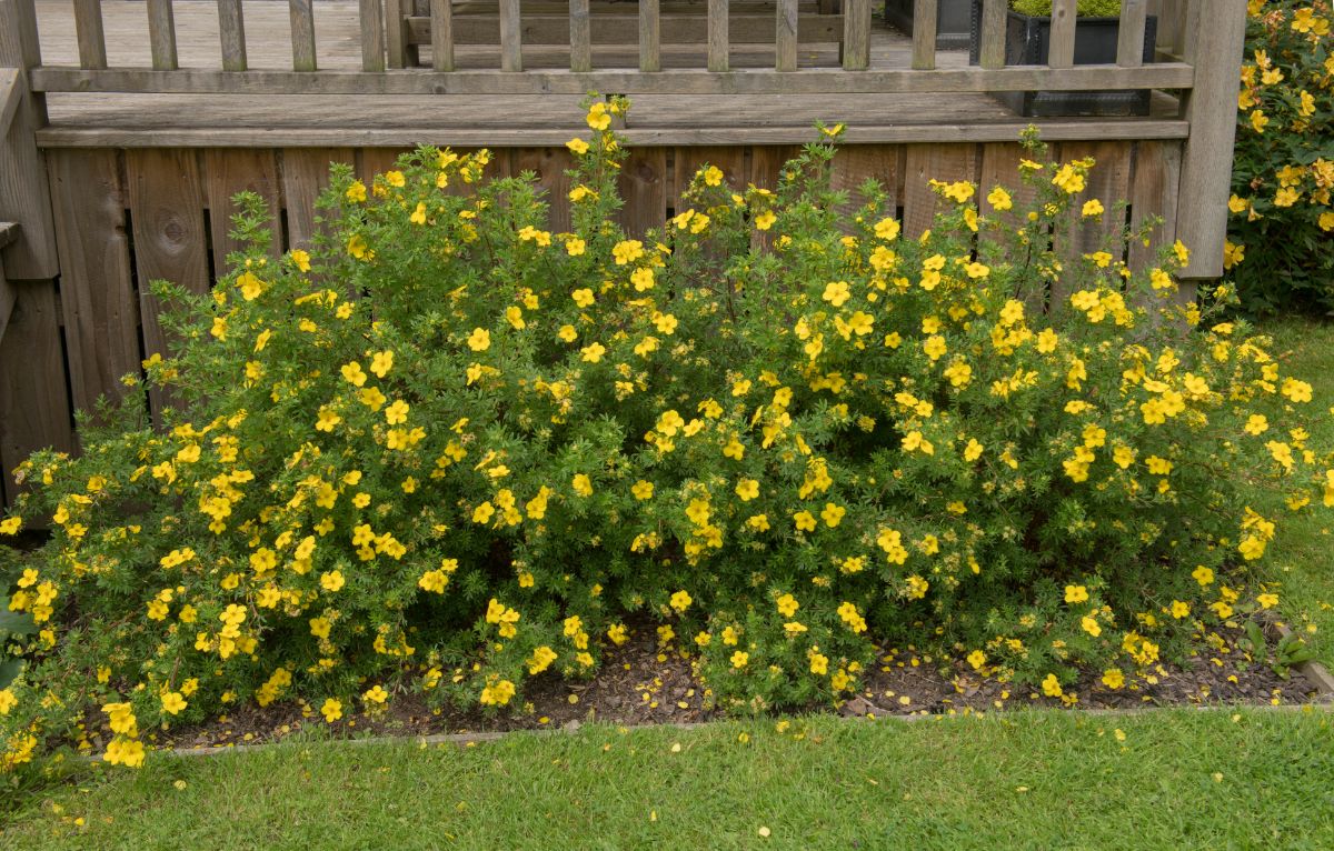 Sprawling yellow-flowered shrubby cinquefoil plant