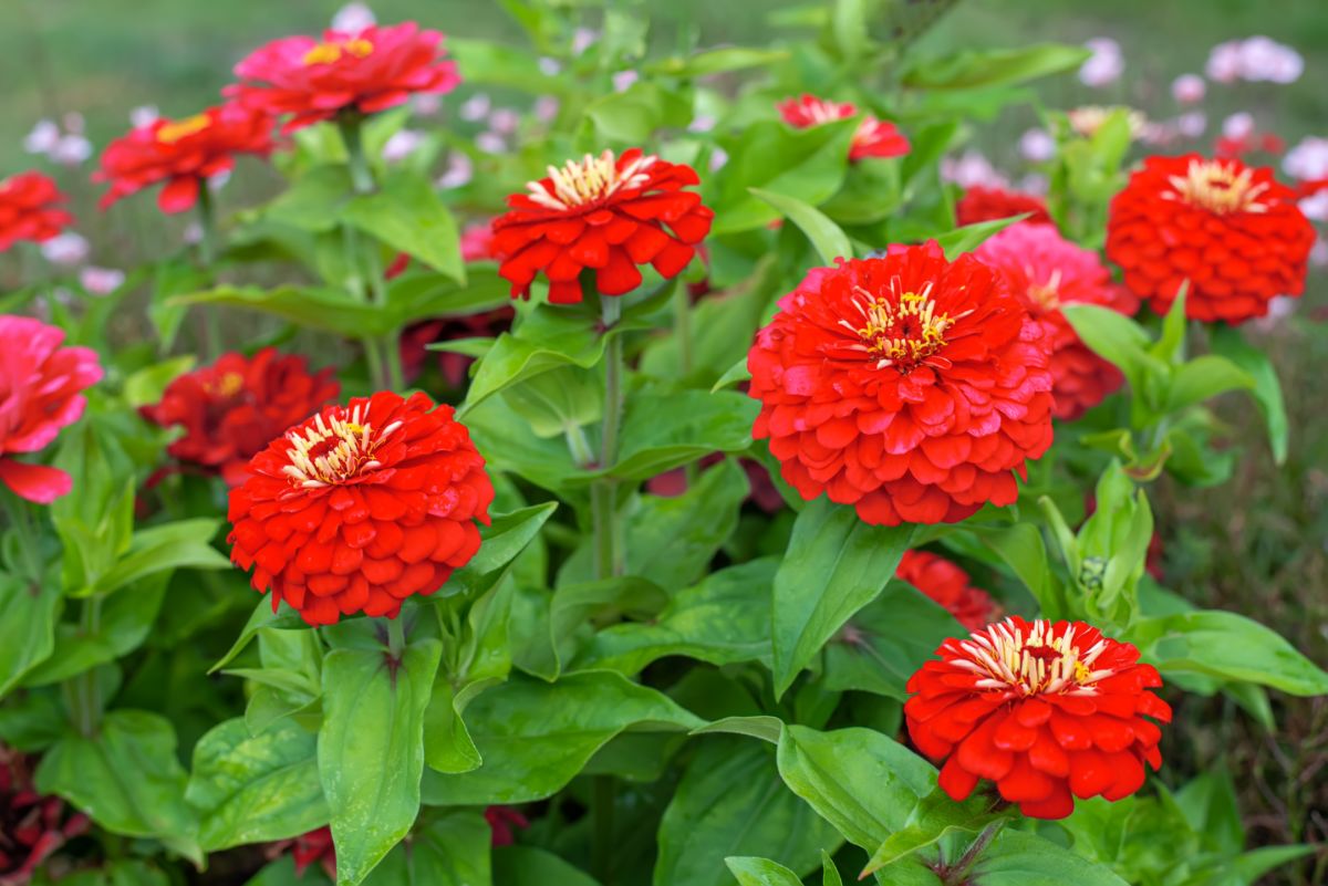 red pompom shaped zinnia flowers