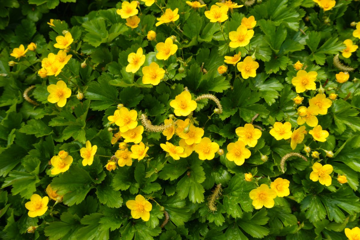 Yellow blooming barren strawberry plants