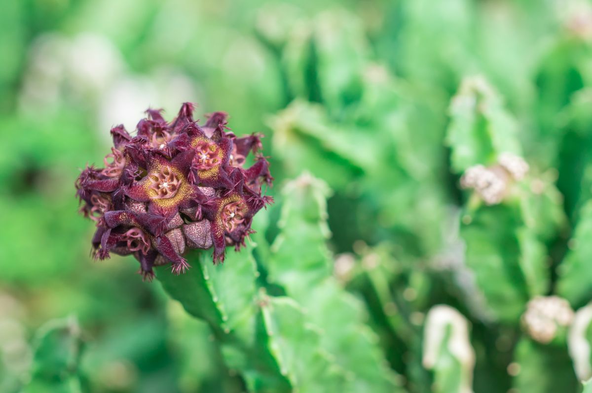 Purple-flowering Caralluma cactus