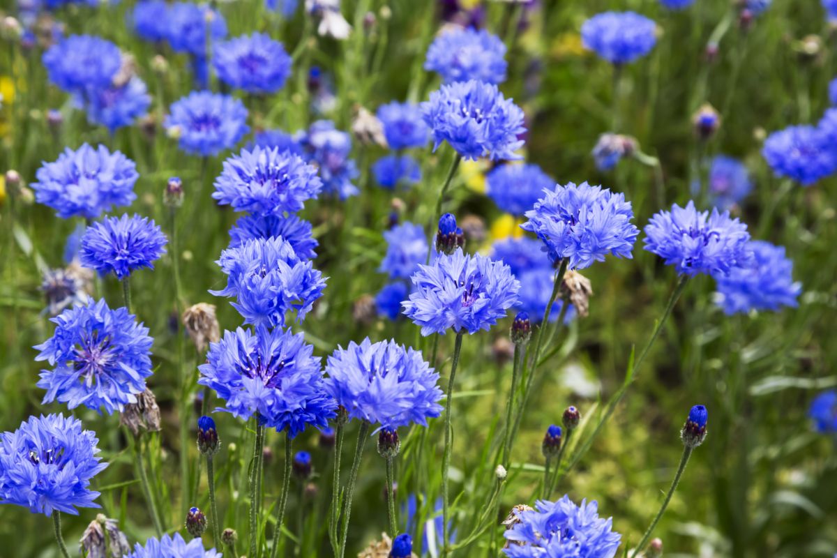 periwinkle blue bachelor button flowers