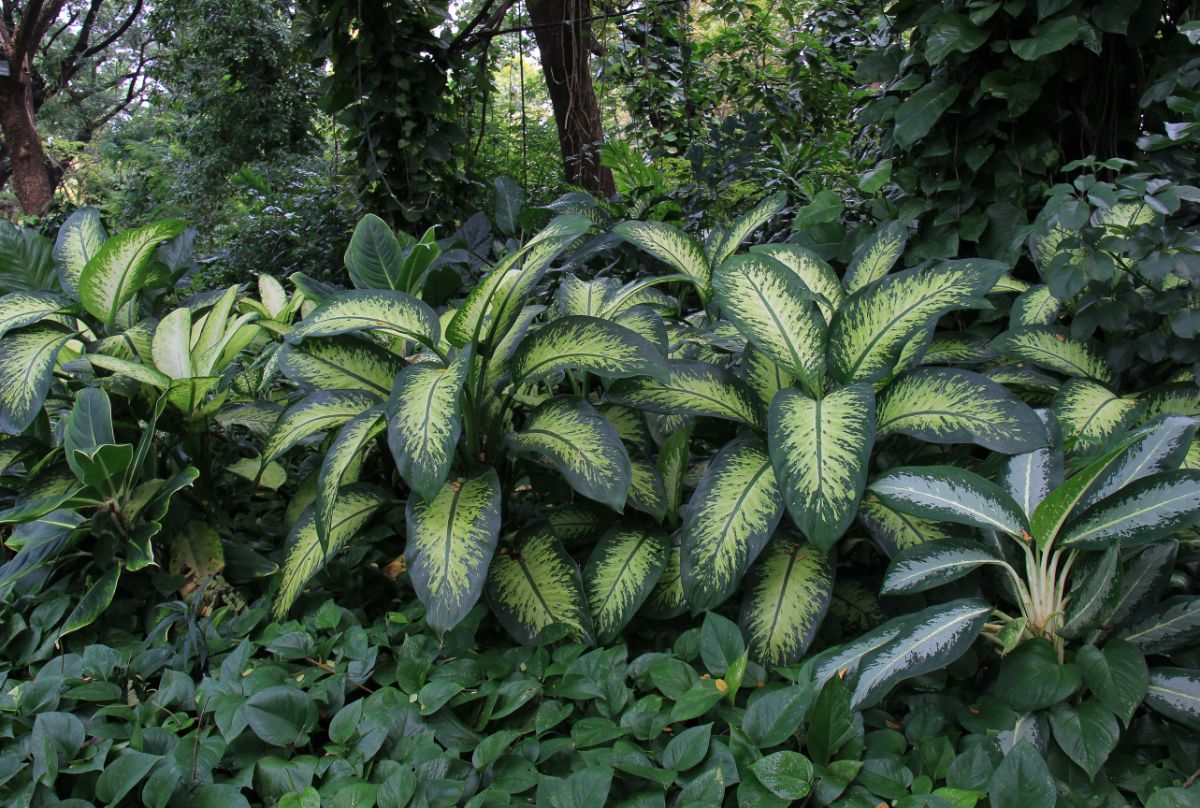 Large variegated leaves on a dumb cane plant