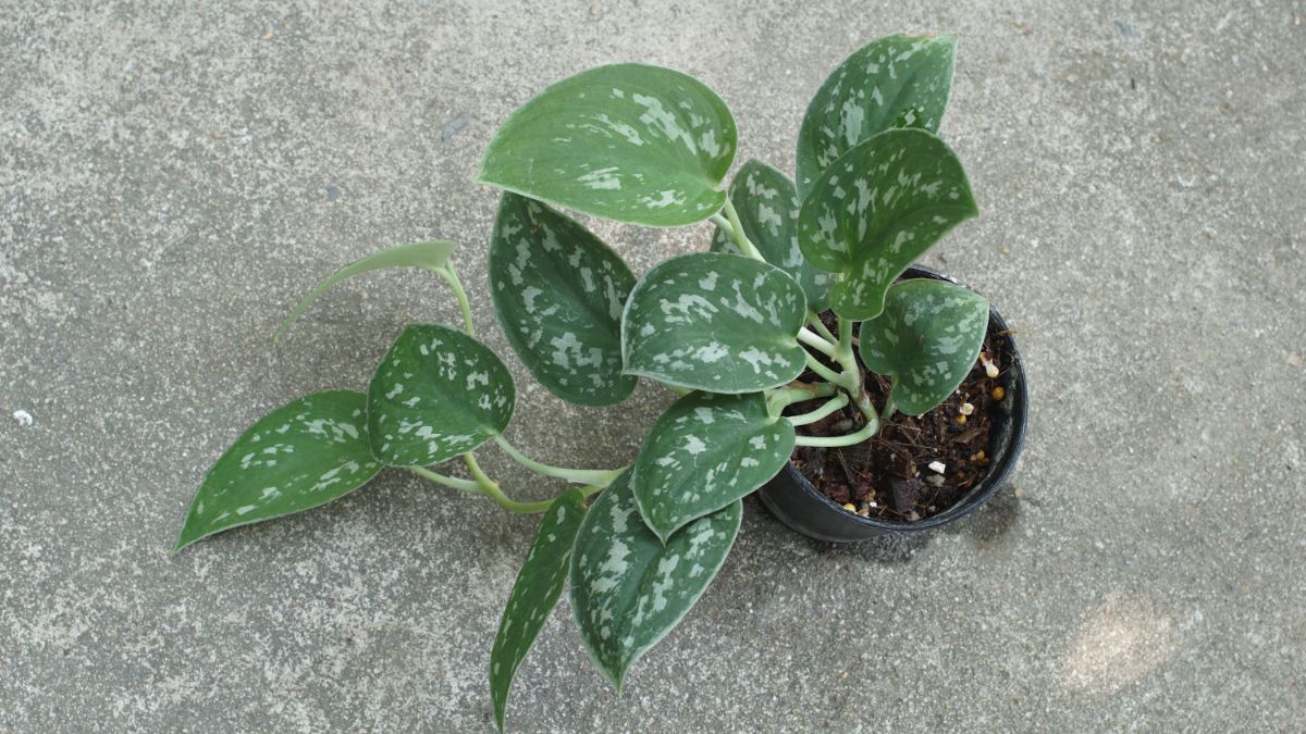potted dark green spotted silver pothos plant