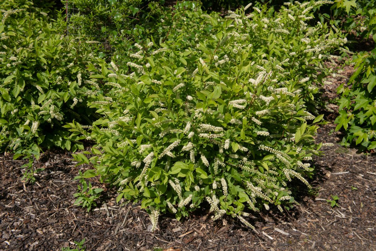 Shooting spires of white flowers on Virginia Sweetspire