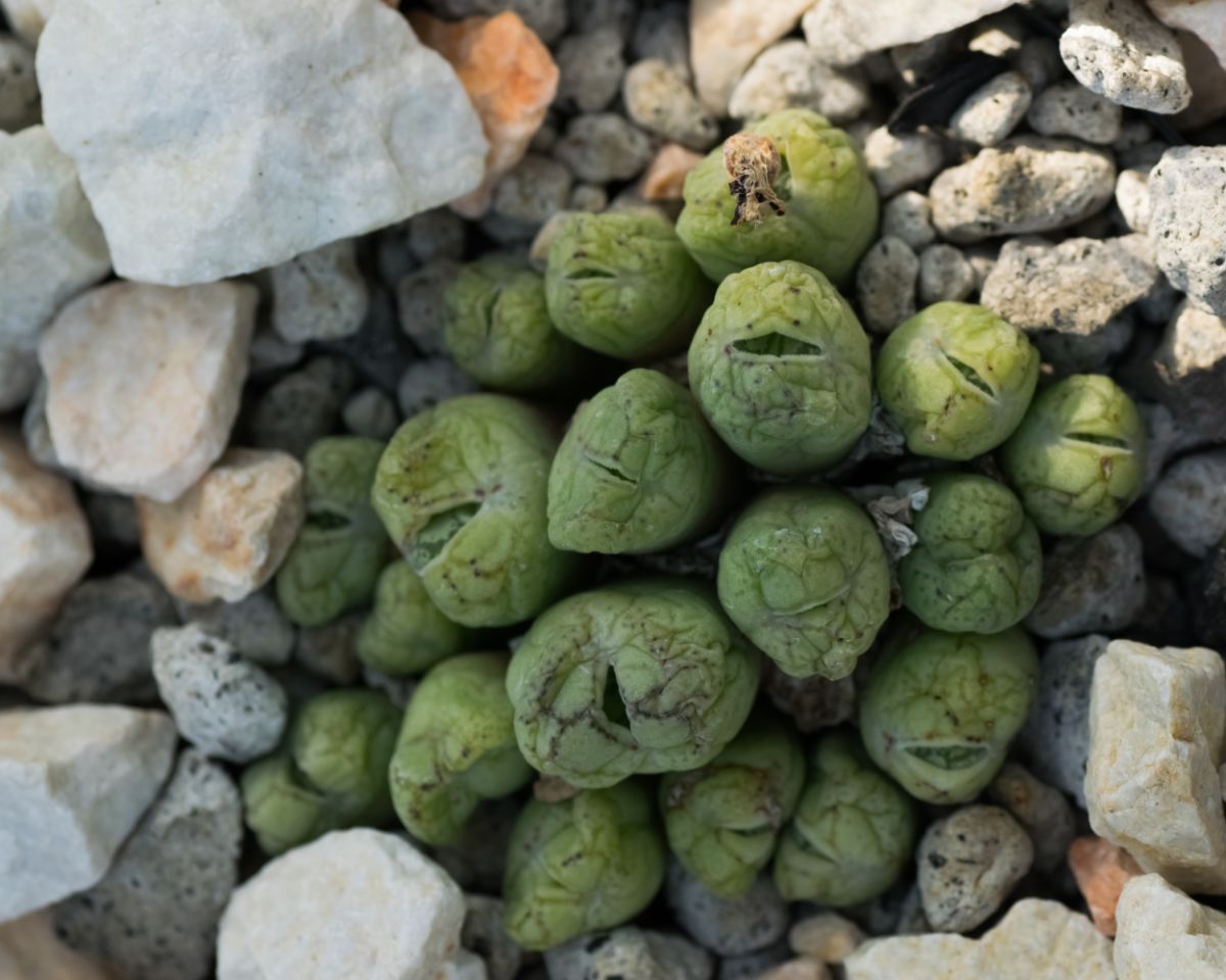 Button plant growing in rocks