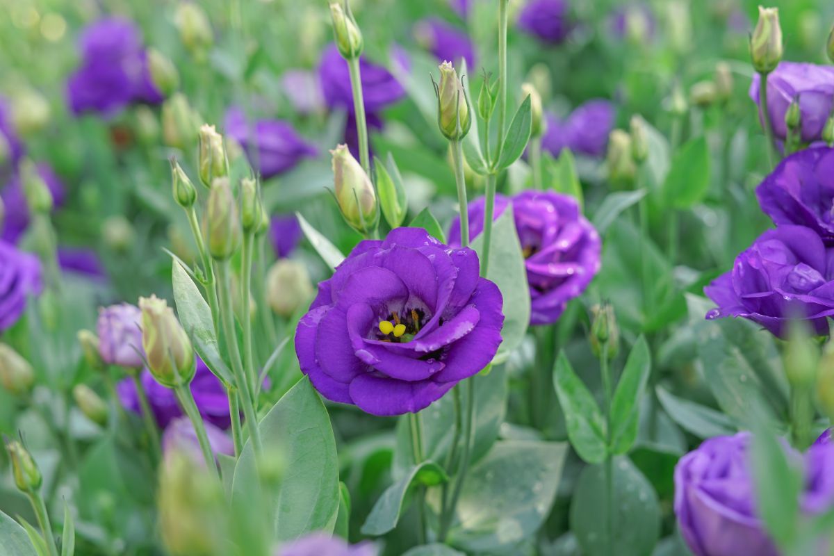 Purple lisianthus flowers with yellow dotted centers
