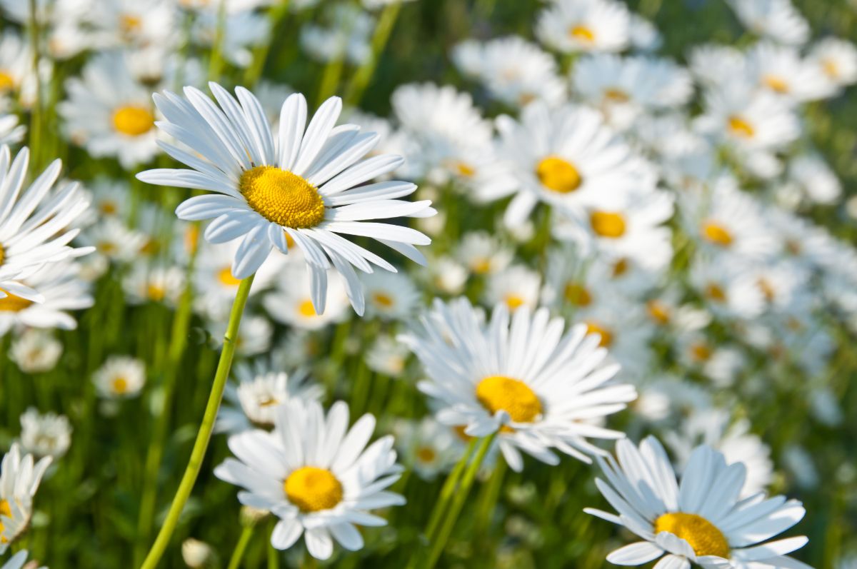 Closeup of classic white and yellow Marguerite Daisies
