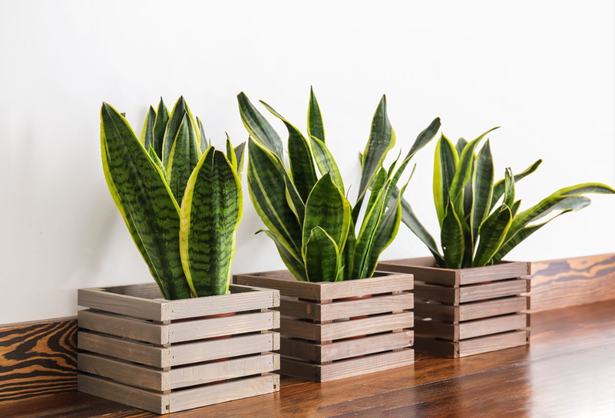 snake plants planted in wooden boxes