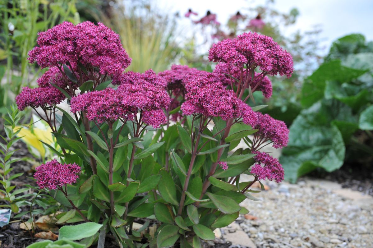Stonecrop plants with purple flower bunches atop purple-green foliage