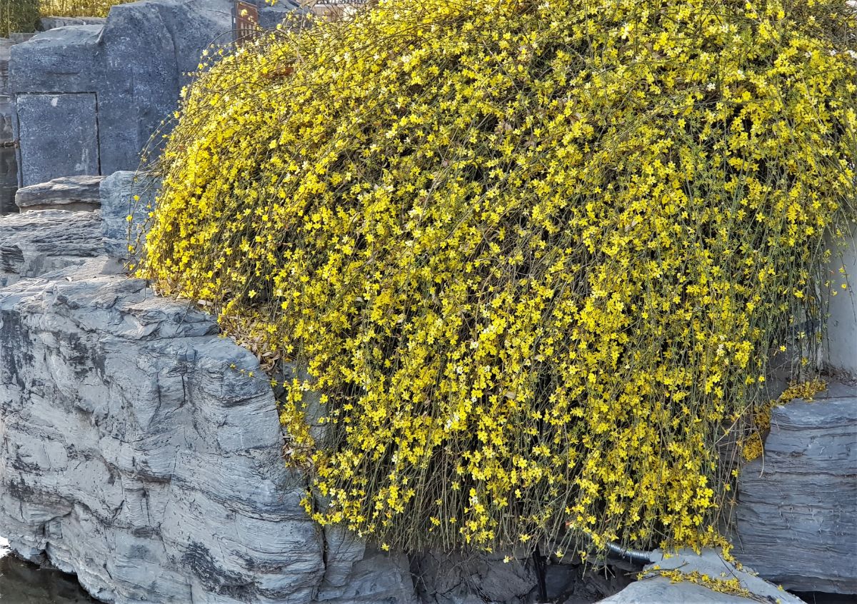 Winter Jasmine shrub trailing over a rock garden wall