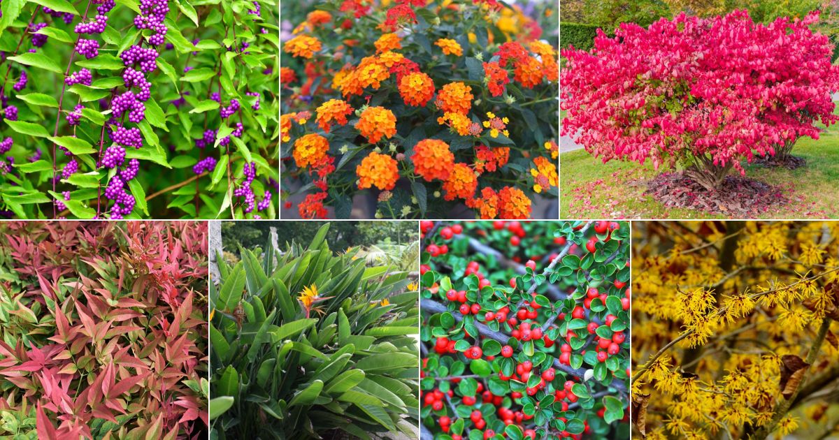 Collage of beautiful drough tolerant shrubs.