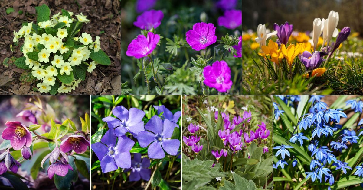 Collage of beautiful blooming plants.