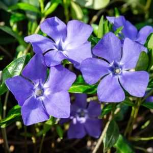 Purple blooming Periwinkle Plant