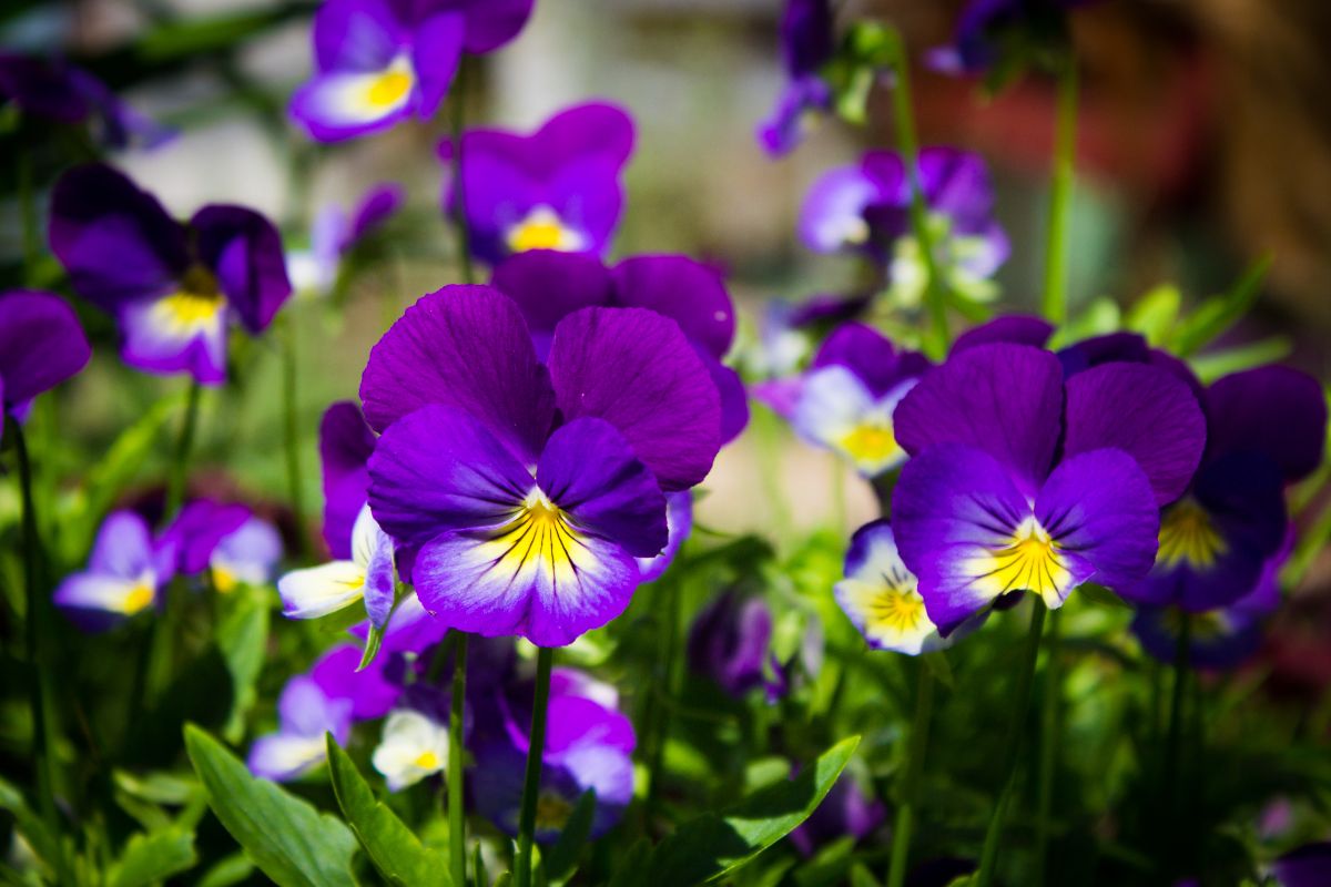Purple pansies with yellow centers