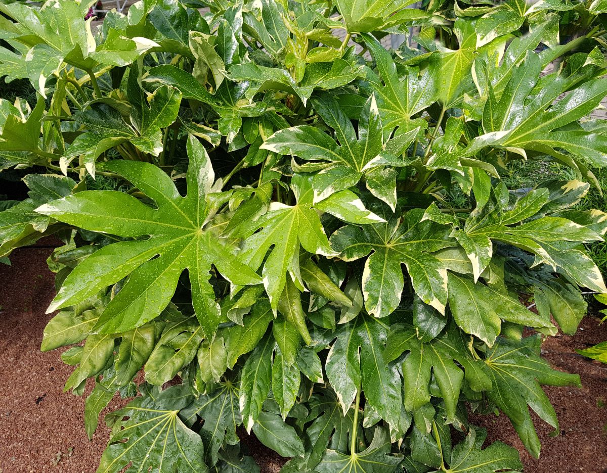 Large green leaves on a paper plant