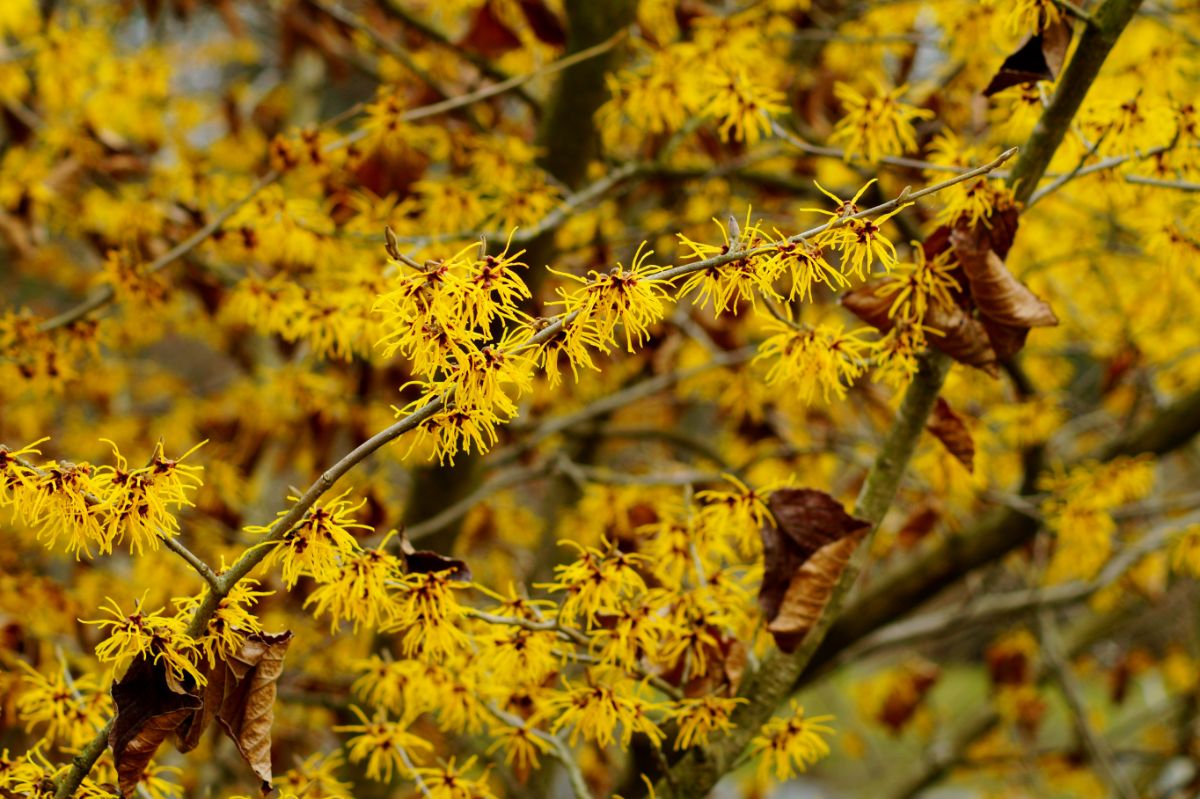 Yellow spiky witch hazel flowers