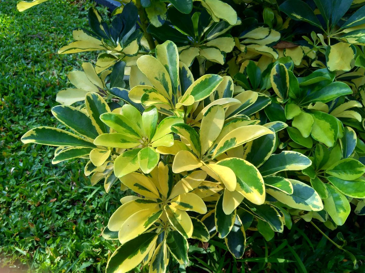 Yellow-mottled leaves on a dwarf umbrella plant