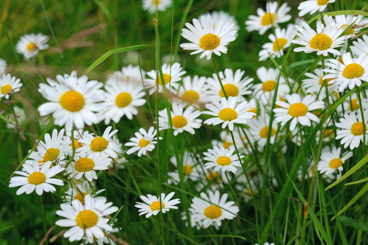 Wild daisies growing in a field