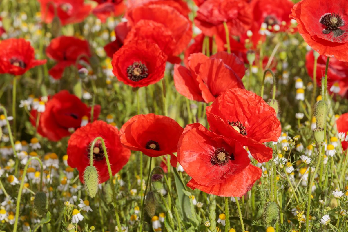 Common red poppies in bloom
