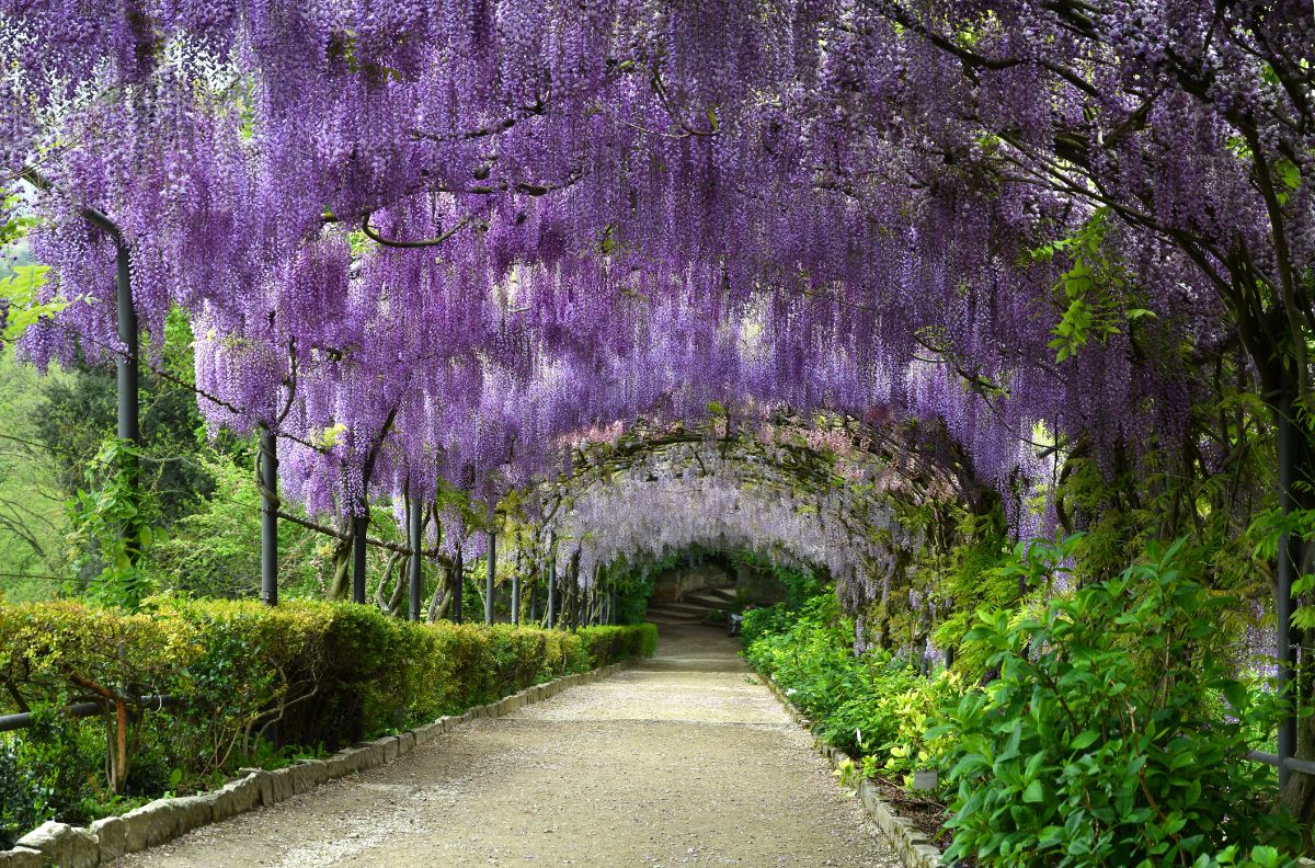 An arbor of purple wisteria in full bloom