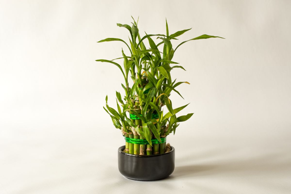 Lucky bamboo plant potted and grown without soil