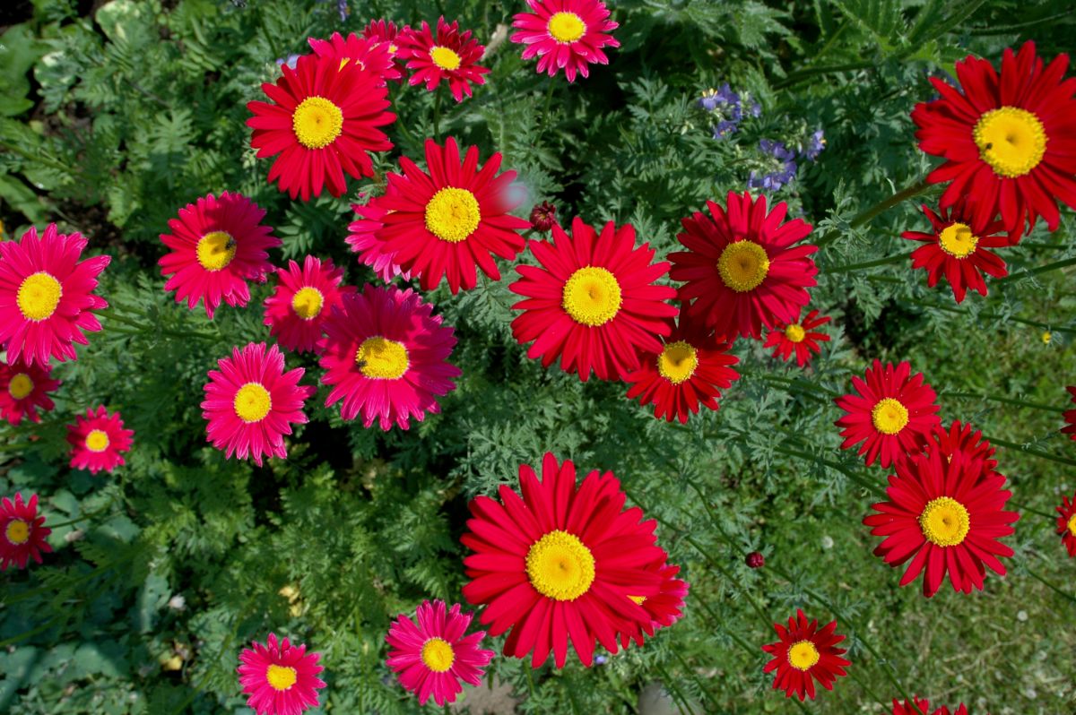 Painted daisy flowers with deep pink petals and yellow centers