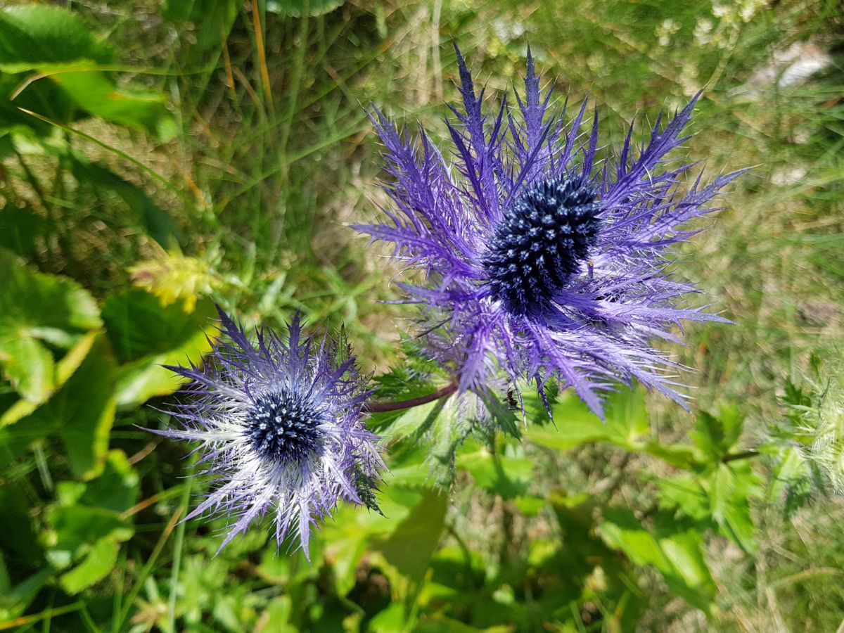 Spiky, urchin-like sea holly flowers