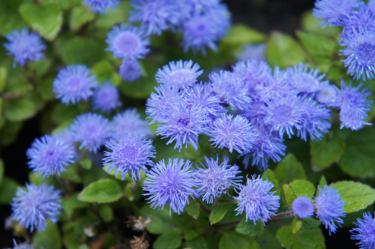 Ageratum flowers look like little blue pom poms