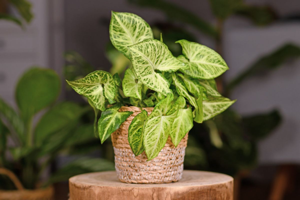 Potted arrowhead plant on a wooden base