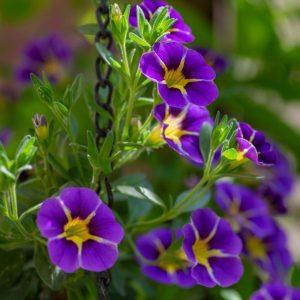Blooming purple Calibrachoas flower
