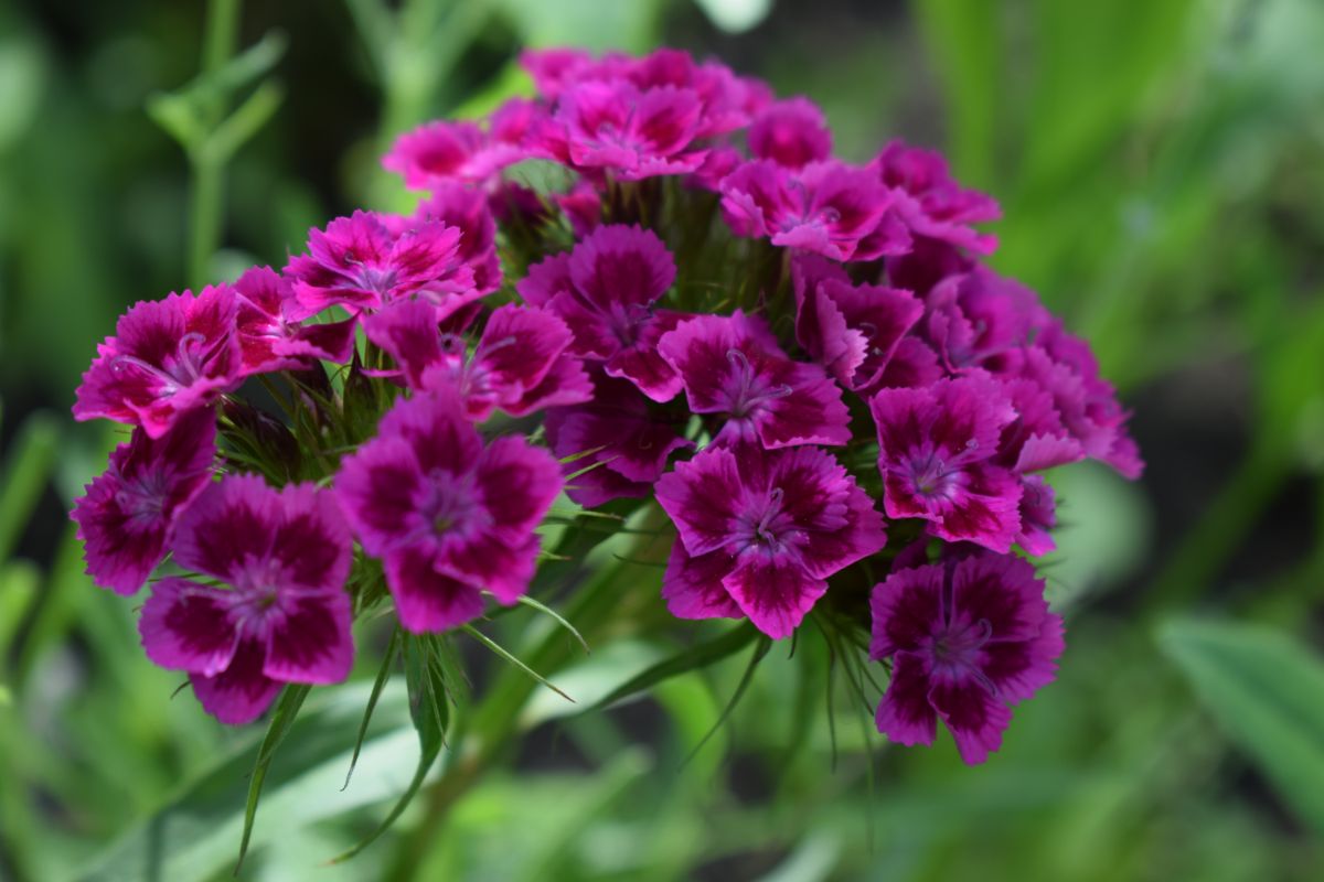 Clusters of purple-pink dianthus flowers