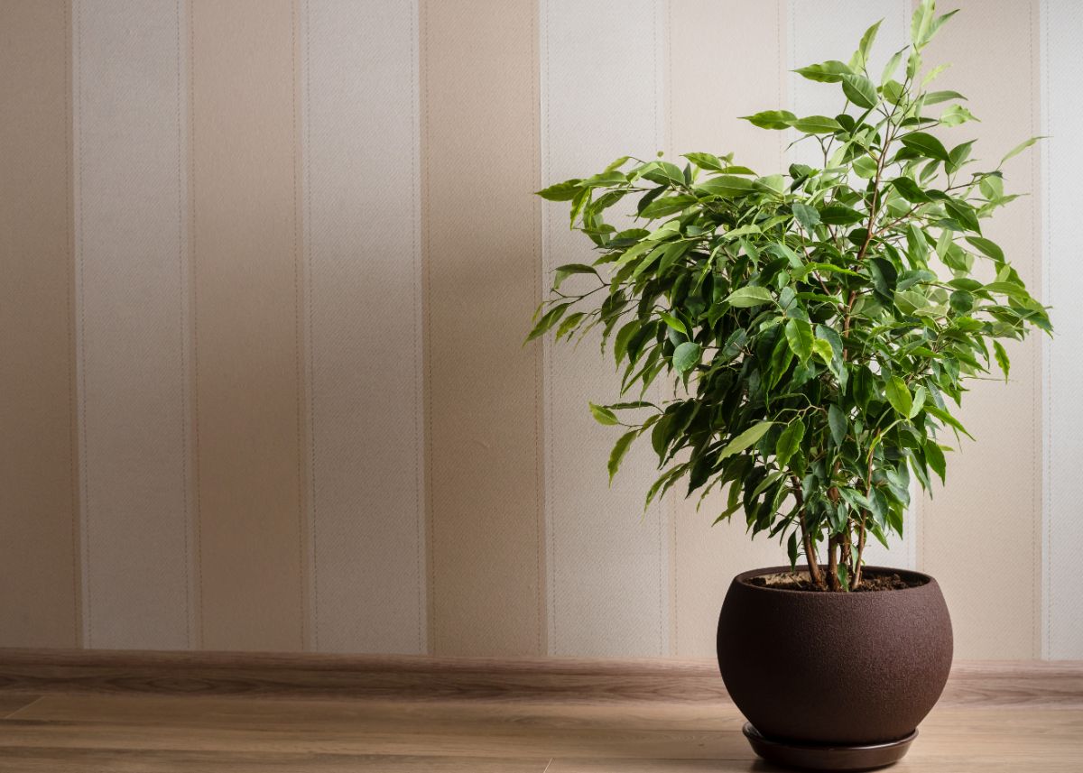 potted ficus tree plant 