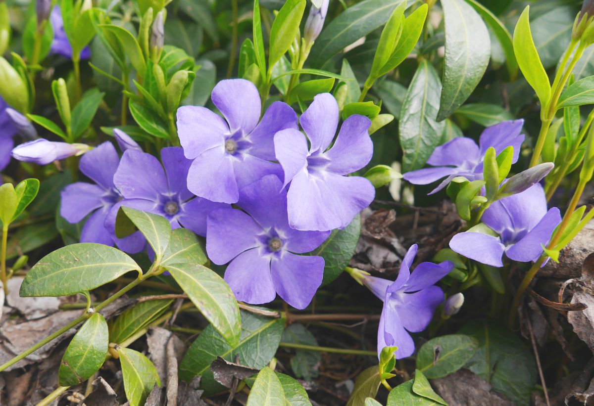 A cluster of small purple blossoms on vinca vine