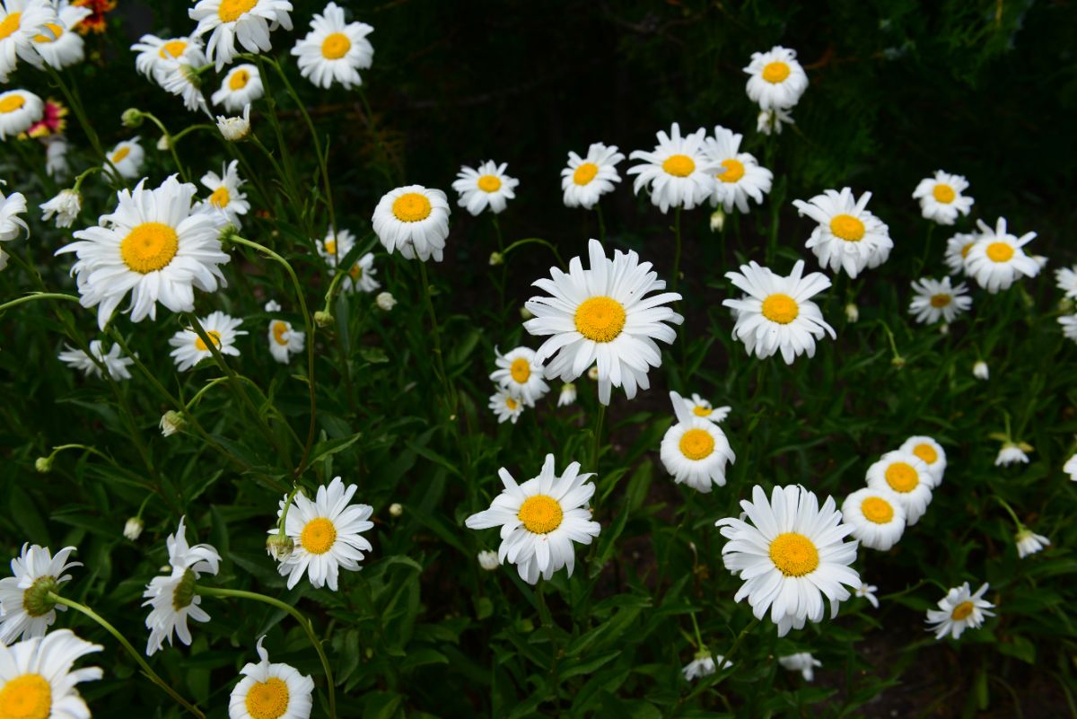 Classic-looking white and yellow shasta daisy blooms