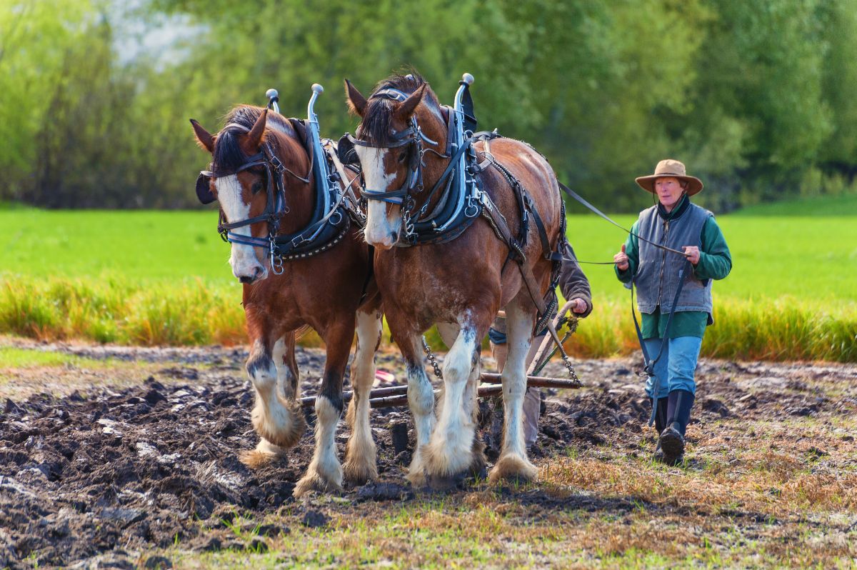 A woman driving a team of plow horses turning field soil