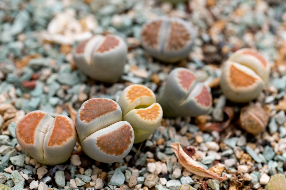 Lithops "living rocks" look almost like toasted marshmallows